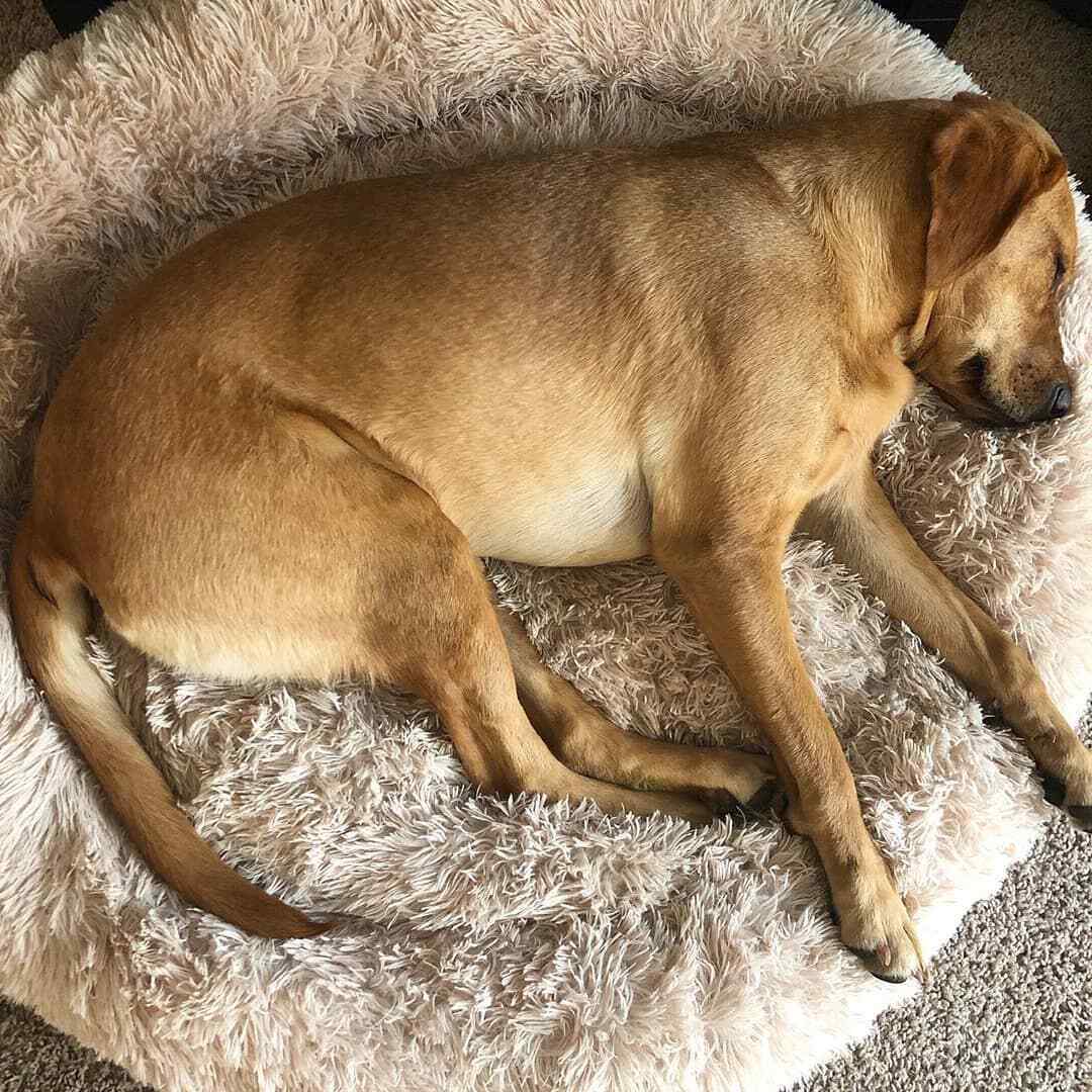 Brown Calming Dog Beds